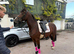 Section D Mare, 15.1hh, 5yr old