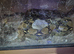 large female boas