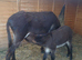 Mum and baby boy pluss gelding