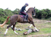 Hackney mare looking for broodmare home