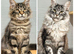 TICA registration Maine coon kittens Ready Now