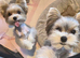 Mini biewer terrier puppies
