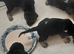 Bloodhound Puppies