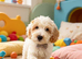 Beautiful healthy puppies Australian Labradoodle