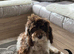 Cockapoo puppy