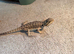 Bearded dragons