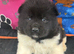 Quality KC registered American Akita Puppies