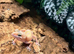 Birthday Surprise - Full 2ft Set Up + free Leopard Gecko under £100