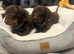 Miniature Dachshund Puppies