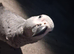 8 months old African grey