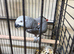 Tame male African grey