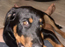 American Rottweiler