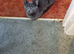 Kittens For sale