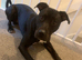 Urgent rehoming