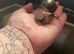 2 giant African land snails