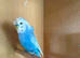 Breeding pair Budgies