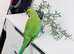 Stunning young Indian Ringnack parrot