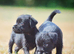 Beautiful patterdale terriers!