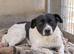 Daisy A Beautiful, Gentle Girl Who Just Wants to Please