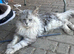 Maine coon x ragdoll kittens 4 available