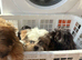 Beautiful Shih tzu puppies