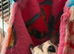 White face normal sugar gliders males