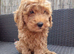 Miniature Boy Labradoodle Puppies &ndash; Ready to Leave