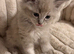 Beautiful Ragdoll kittens