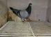 Racing pigeons