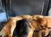 Jack Russell x Chihuahua puppies