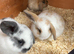 Beautiful Mini Lop Kits