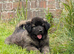 CAUCASIAN BELGIAN MALINOIS SHEPHERDS