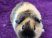 BABY TEDDY SOWS