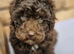 Gorgeous toy poodle puppys. Health tested parents