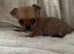 Chi x border terrier