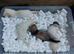 Hob kits