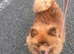 Two stunning pomeranian boys