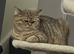 BSH kitten for sale