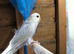 Baby budgies