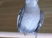 Grey Cockatiel - Hen - DNA Certified