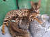 Brown bengal boys
