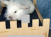 Double Maned Lionhead Babies