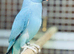 Blue ringneck parrots