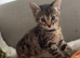 Tabby girl