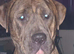 American bull x presa pups