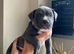 Cane Corso X Staff Puppies