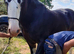 Shire stallion for sale