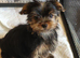 Yorkshire Terrier puppies from Licensed Breeder