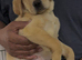 READY TO GO!! Beautiful Goldador Puppies
