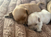 4 beautiful cavapoo
